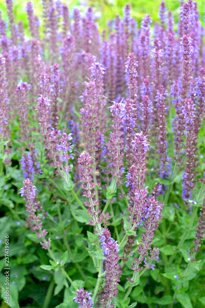 .Violet sage (Salvia nemorosa L.), Ostfriesland grade. The blossoming plants .Violet sage (Salvia nemorosa L.), Ostfriesland grade. The blossoming plants