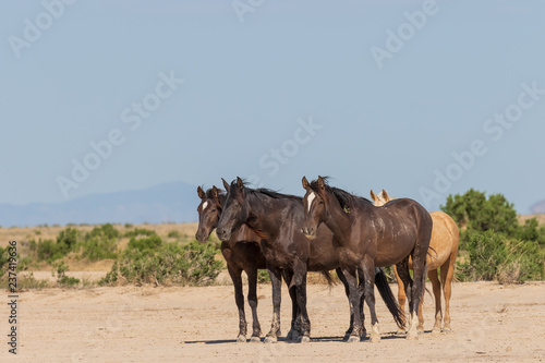 Wild Horses in the Desert in Summer