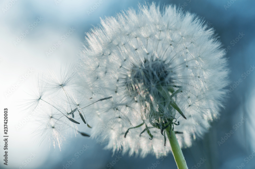 Fototapeta premium sylwetka zbliżenie kwiat mniszka lekarskiego na pastelowe niebieskie tło. lato makro
