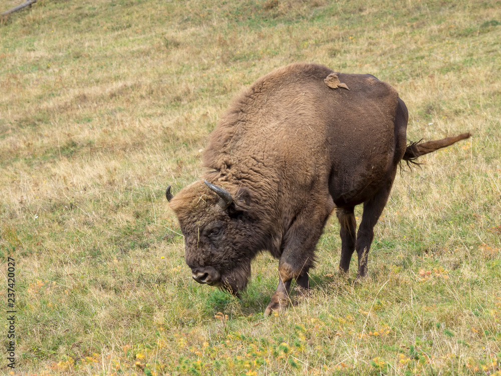Fototapeta premium Bison d'Europe (Bison bonasus) en Forêt-Noire en Allemagne