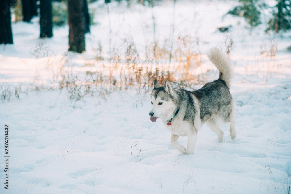 Naklejka premium Dog breed husky, like a wolf in the winter snow-covered forest.