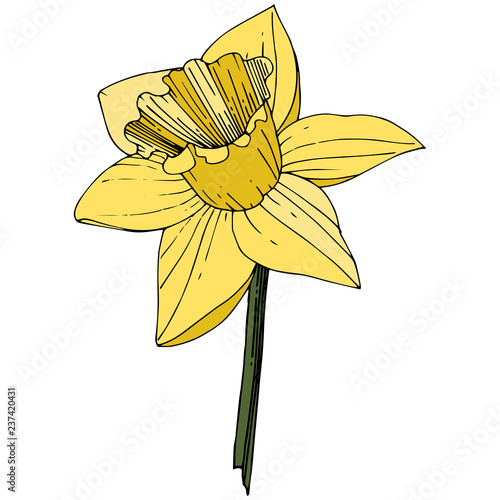 Vector Narcissus. Floral botanical flower. Yellow engraved ink art. Isolated narcissus illustration element.