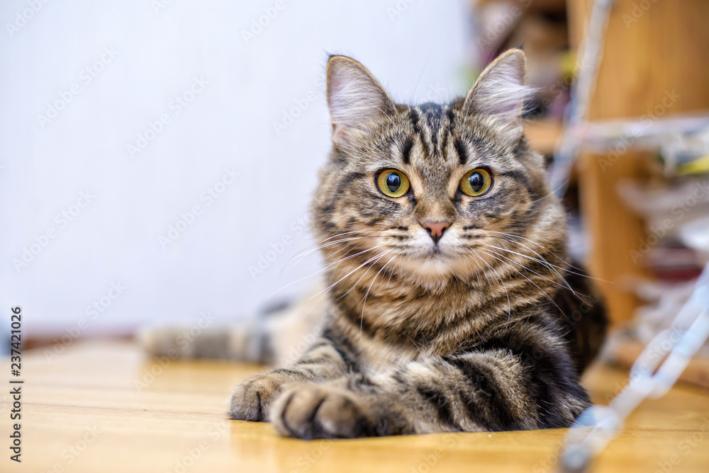 custom made wallpaper toronto digitalPortrait of a beautiful gray striped cat close up
