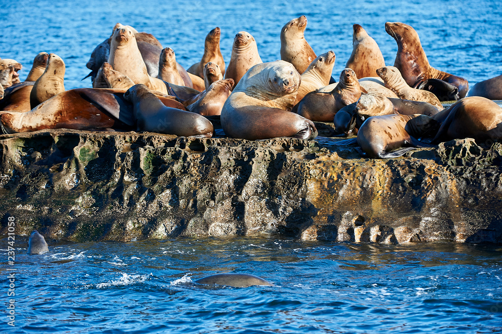 Fototapeta premium Steller Sea Lion (Eumetopias jubatus) also known as the Northern Sea Lion and Steller's Sea Lion on rocks near Valdes Isand, British Columbia, Canada