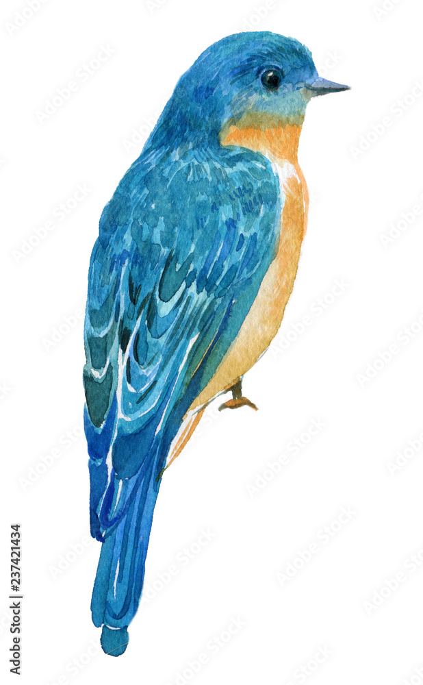 Little blue bird.watercolor hand painting on isolated white background