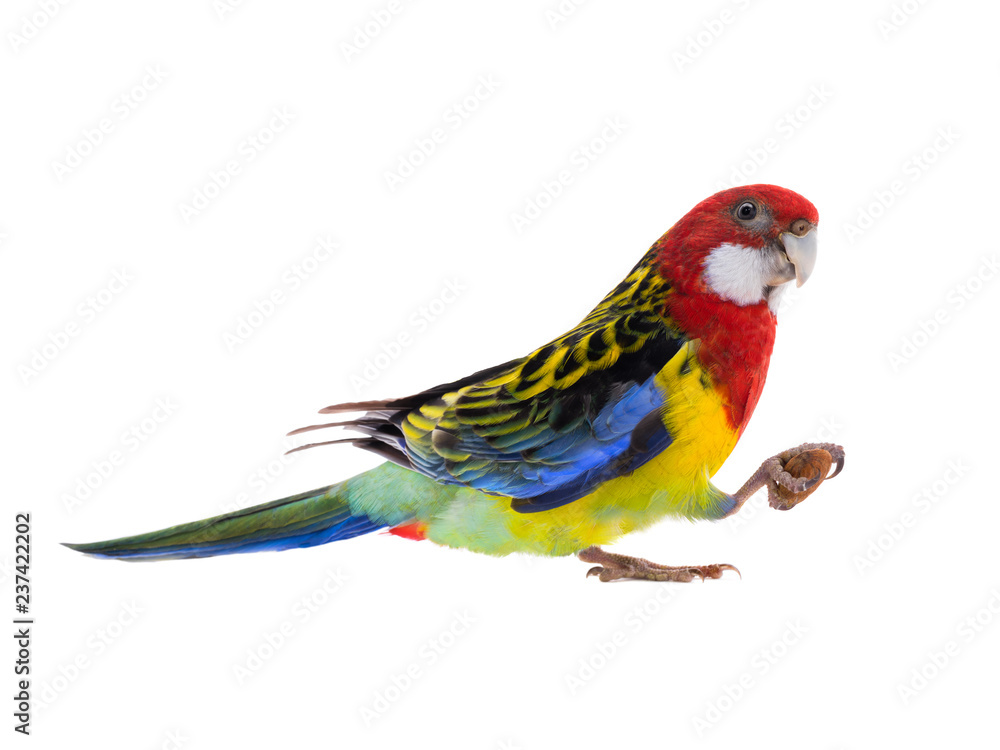 Fototapeta premium parrot Rosella parrot with almond isolated