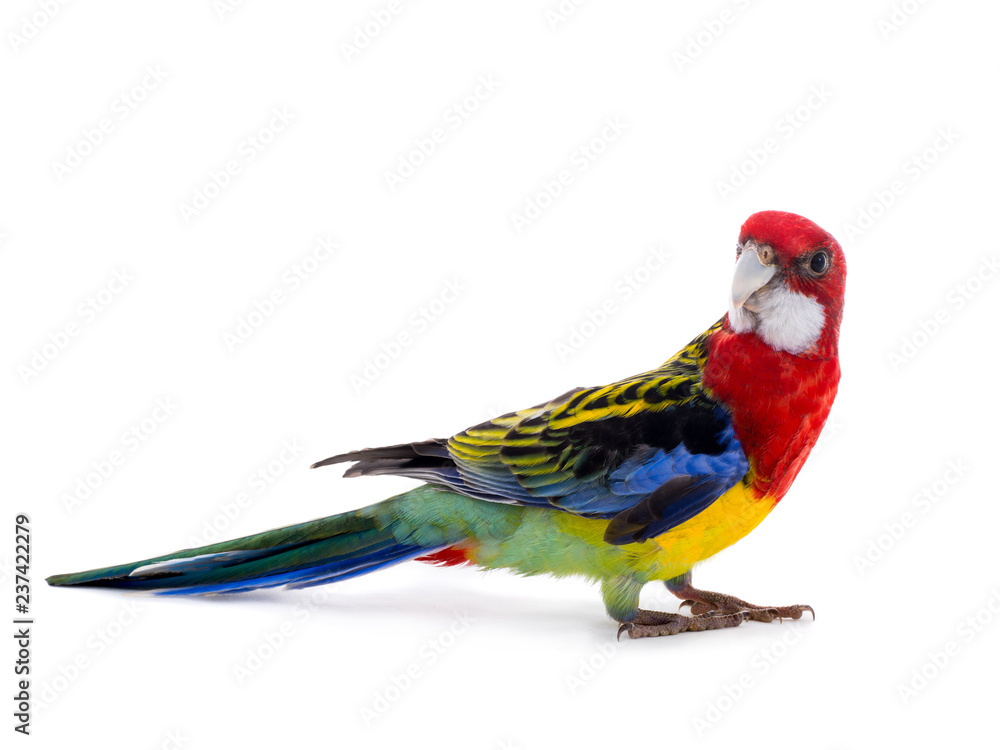 Fototapeta premium parrot Rosella parrot isolated