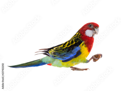 parrot Rosella parrot with almond isolated