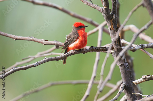 Vermilion Flycatcher  Pyrocephalus rubinus  perched in a tree  Ajijic  Jalisco  Mexico. Photo  Peter Llewellyn