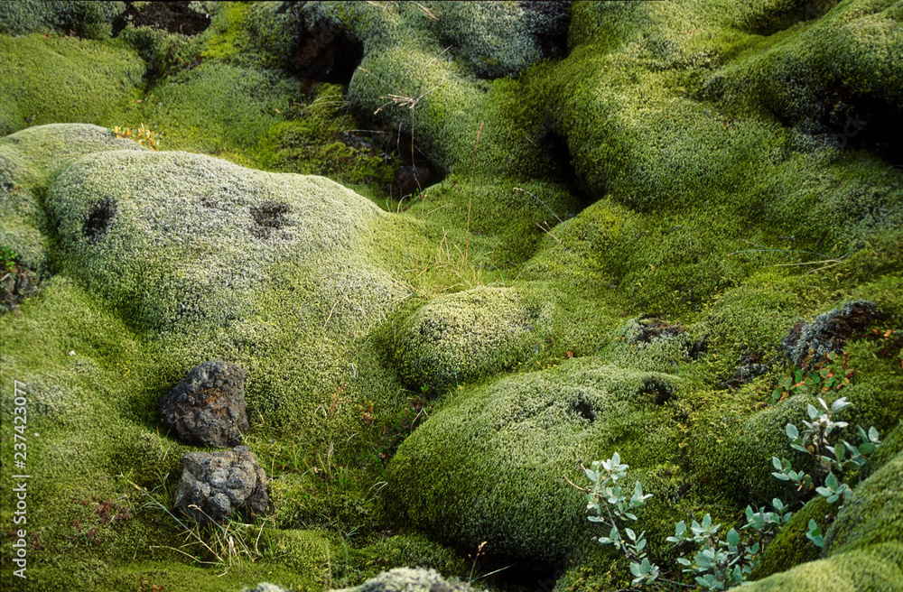 Iceland. Green inland moss Iceland. Green inland moss