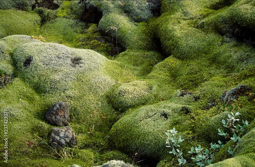 Iceland. Green inland moss