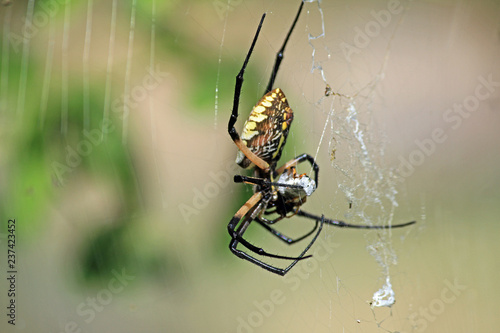 Writing Spider eating Wasp