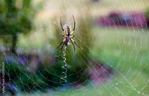Writing Spider (Argiope aurantia) Wet Web