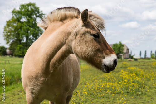 Quadro em tela Fjord horses in the meadow