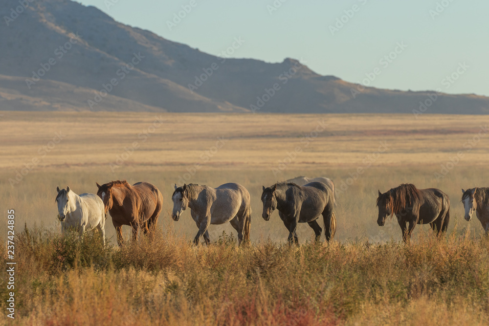 Herd of Wild Horses Running Across the Utah Desert