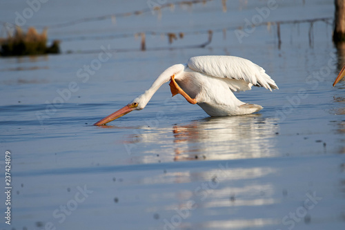 American white Pelican (Pelicanus erythrorhynchos) swimming in Lake Chapala - Ajijic, Jalisco, Mexico photo