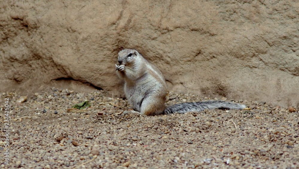 Fototapeta premium The small, adorable squirrel in the desert