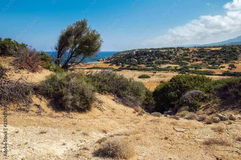 Desert landscape of Northern Cyprus coastline with tree