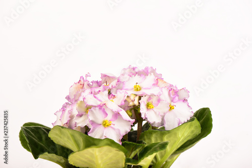 Wallpaper Mural Pale pink Saintpaulia flowers isolated on white background Torontodigital.ca