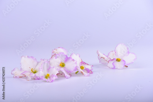 Gentle pink and purple flowers of Saintpaulia isolated