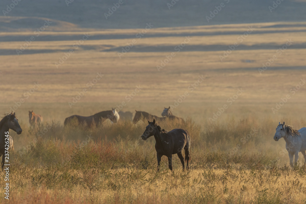Herd of Wild Horses Running Across the Utah Desert Herd of Wild Horses Running Across the Utah Desert