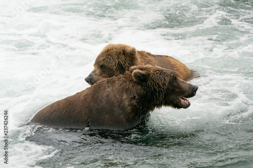 Two Brown Bears Playing the water
