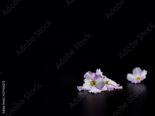 Selective focus. Saintpaulia flowers isolated on black background