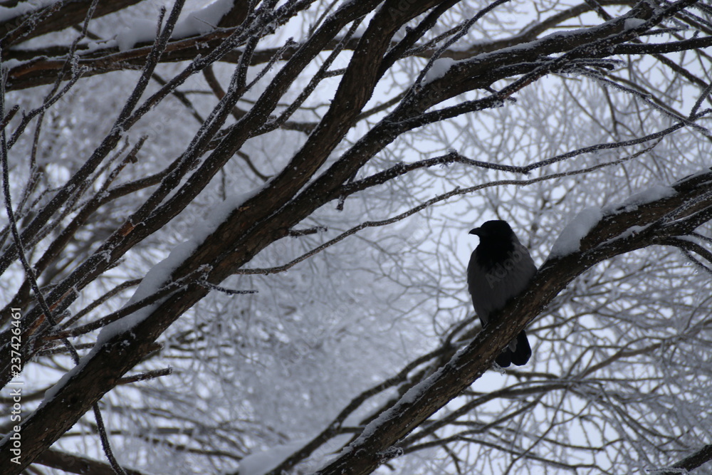 raven on a snow branch in winter raven on a snow branch in winter