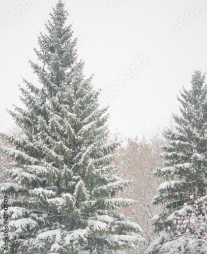 fir tree branch with snow