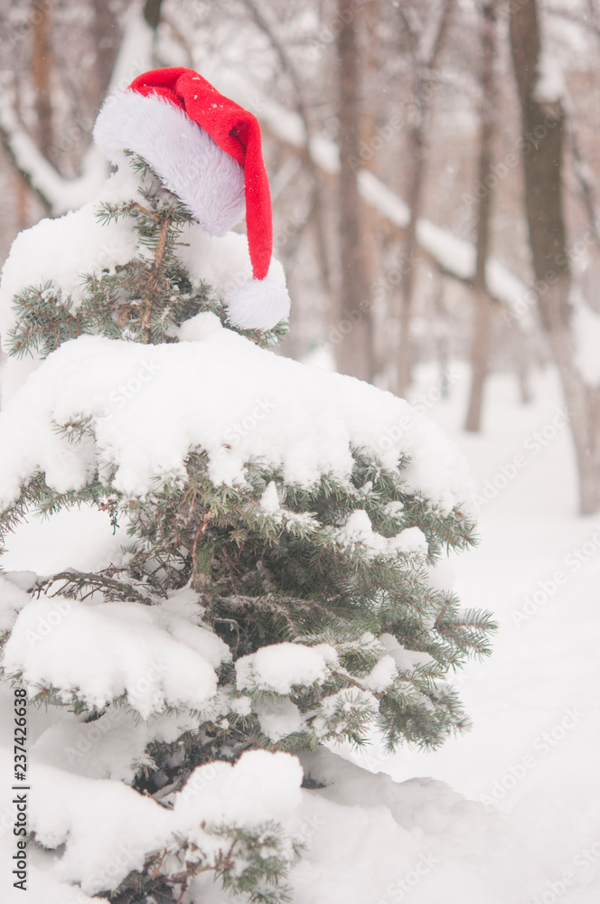 fir tree branch and Santa hat with snow fir tree branch and Santa hat with snow
