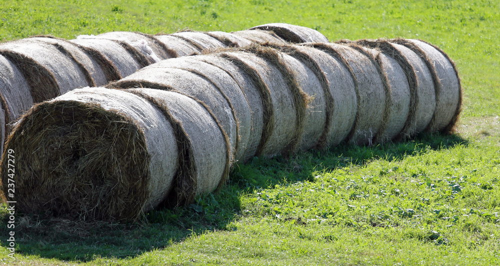 bales of hay rolled bales of hay rolled