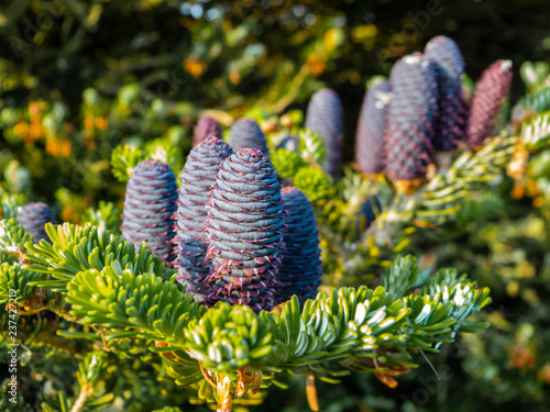 Pine cones of a Korea fir, Abies koreana