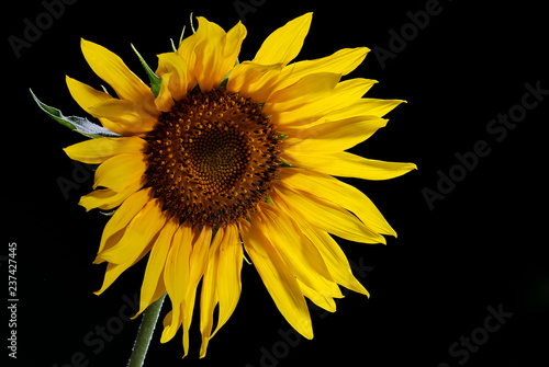 Backlit Sunflower on Black Background