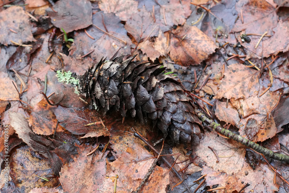 Spruce cone on the ground in autumn