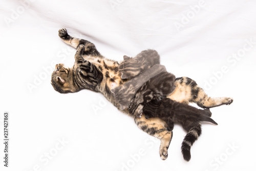 Кошка с котятами британская порода окрас вискас © Максим Волков