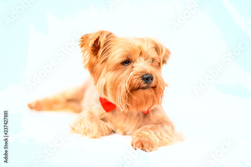 Yorkshire terrier portrait isolated on white background. 