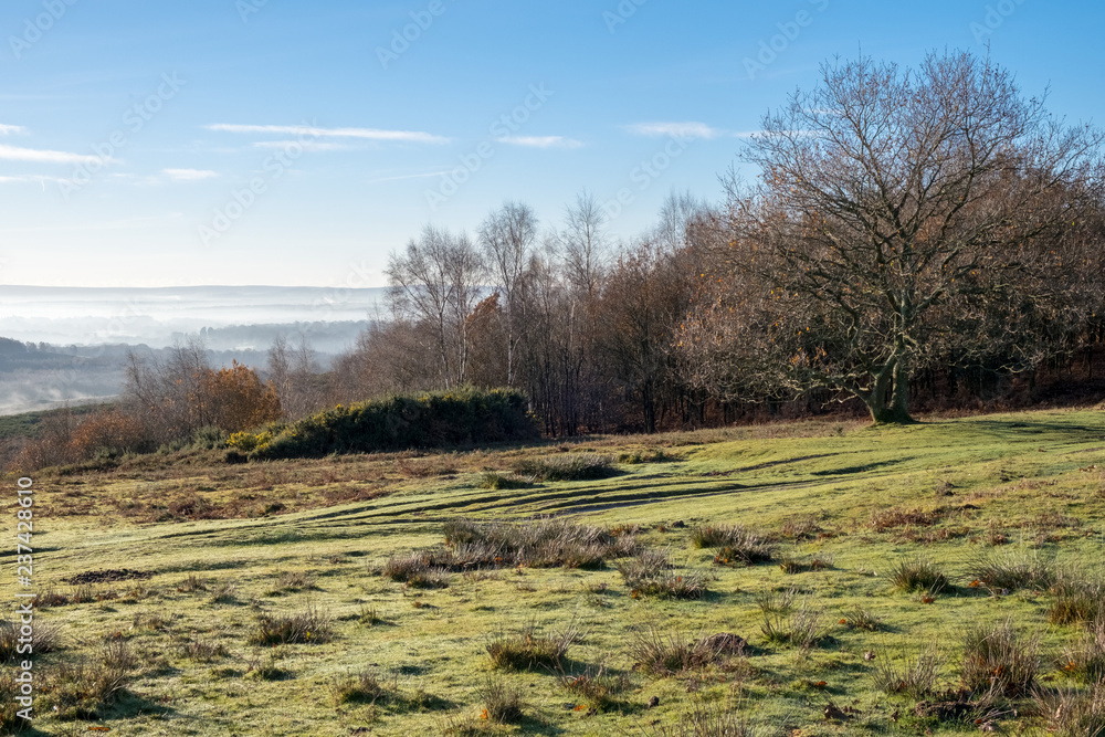 Misty morning in the Ashdown Forest Misty morning in the Ashdown Forest
