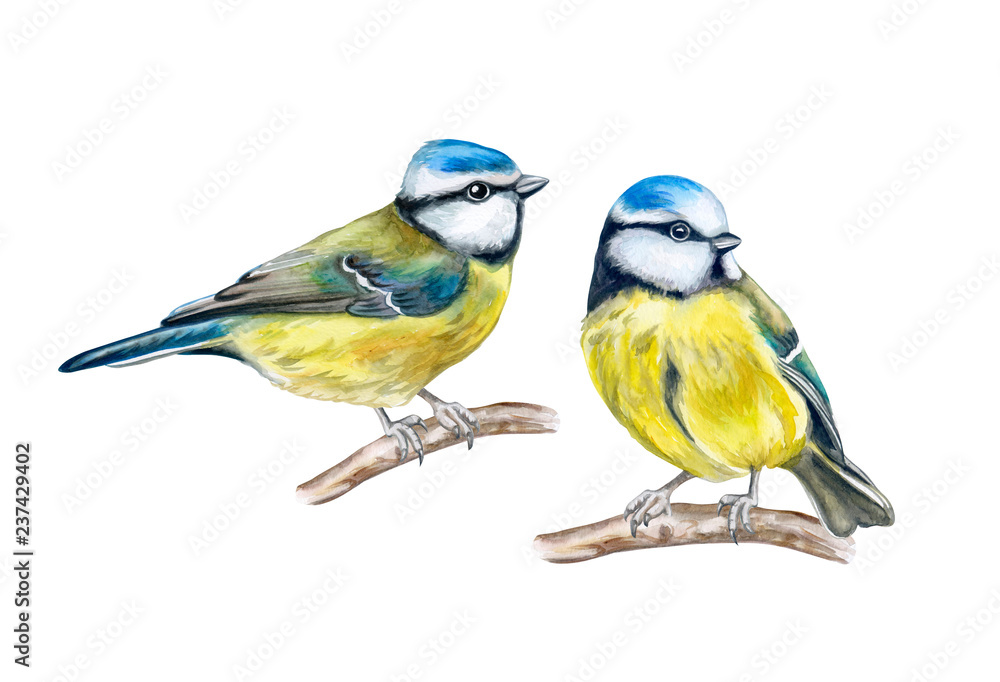 Obraz premium Eurasian blue tit isolated on white background. Birds sitting on a branch. Red Berries rowans or mountain-ashes. Couple In Love. Watercolor. Illustration. Template. Close-up. Portrait.
