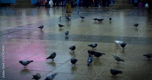 Pigeons wandering in Zagreb Old Town Square on a cloudy winter day