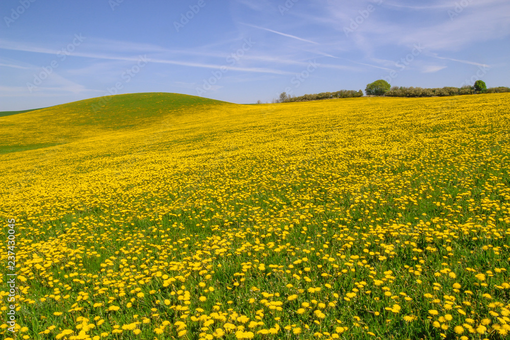 yellow flower field in spring