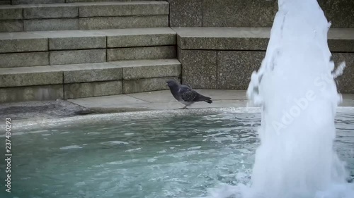 Pigeon at a fountain in Old Town Zagreb on a cloudy winter day