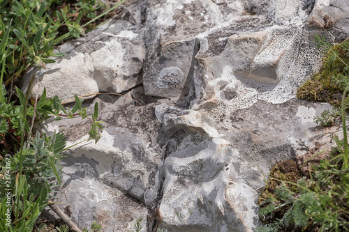 Background texture nature stone subalpine meadow summer.