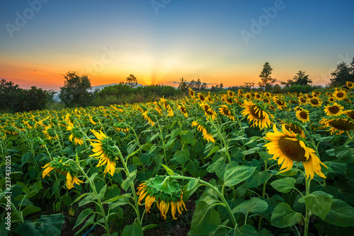 Sunflower fields in warm evening.