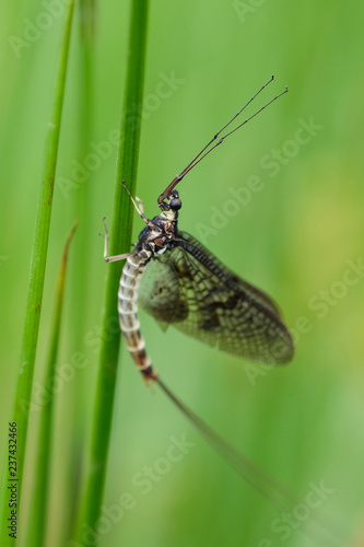 Green drake Mayfly (Ephemera danica ) close to freshwater habitat in Cumbria