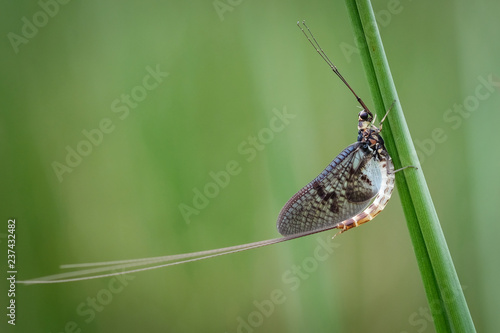Green drake Mayfly (Ephemera danica ) close to freshwater habitat in Cumbria
