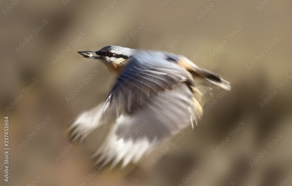 Nuthatch keeps seed in its beak ... and flies on a blurred background Nuthatch keeps seed in its beak ... and flies on a blurred background
