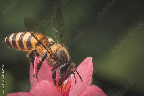 Bee on a pink flower, a macro shot of bee finding food on flower pollen in a vintage color © Sharpnaja