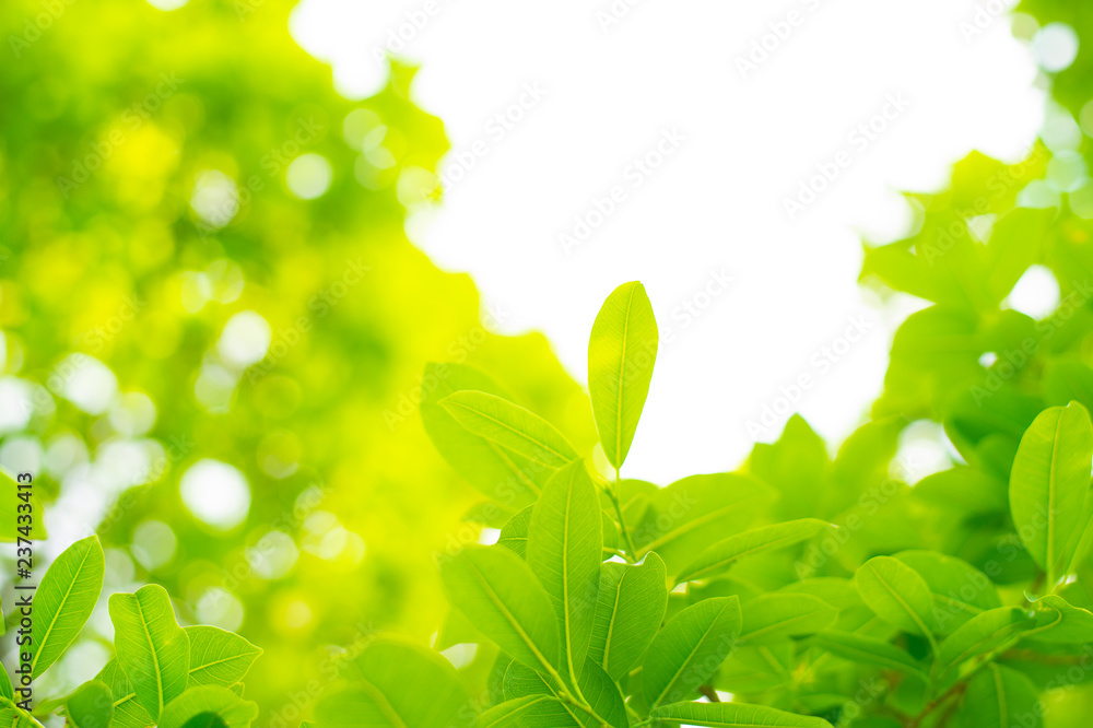 Obraz premium nature green leaf background in close up view on blurred green background in the field with copy space for wording in background use nature green landscape, ecology, refresh, leaf fresh concept.
