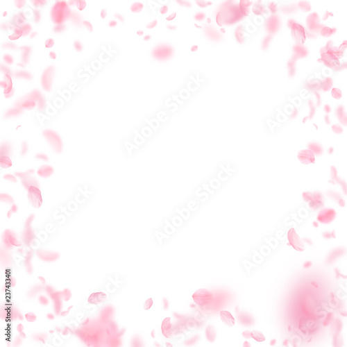 Sakura petals falling down. Romantic pink flowers 