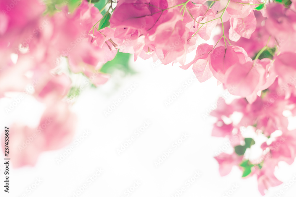 Fototapeta premium Flower abstract pastel background, Pink flowers in soft focus for background, wedding, valentine birthday card, with copy space for wording use relief, refreshment mood and tone concept